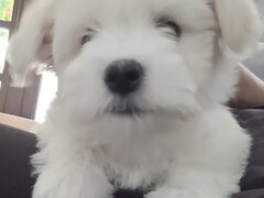 Bichon Maltez catei
